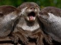 Awww____Get_off_by_BewildaBeast8.jpg